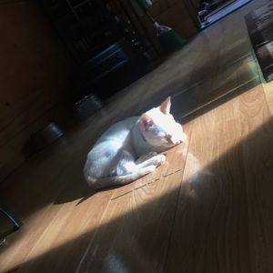 Meet your Posher, Alana